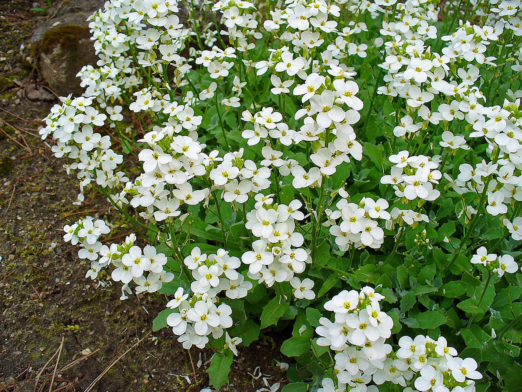 Kaukasische Gänsekresse Arabis caucasica Bienenroute